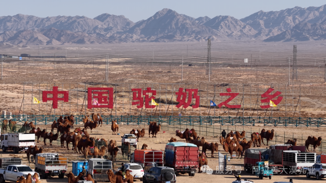 关于阿拉善，你万万想不到丨阿拉善右旗的骆驼比人多