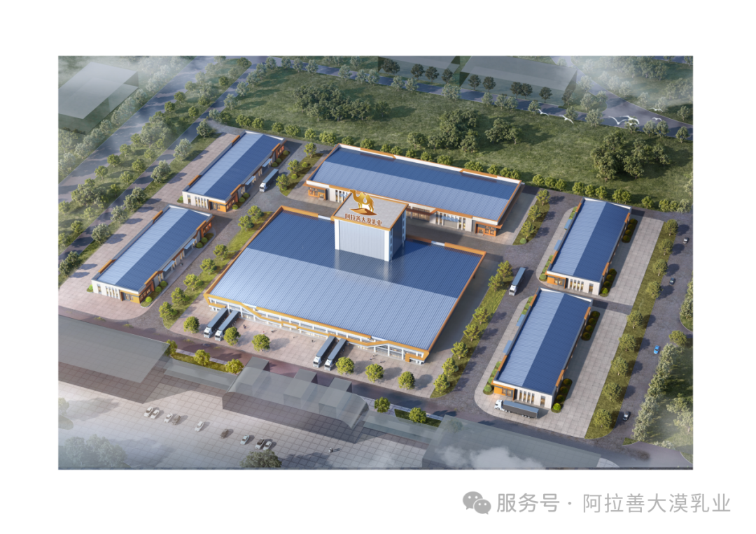 在阿拉善，养一峰骆驼，你会收获。。。